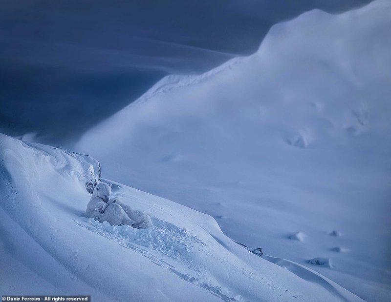 Претенденты на победу в фотоконкурсе Smithsonian Photo Contest 2018