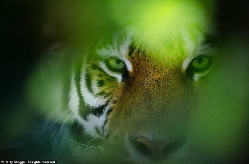 Претенденты на победу в фотоконкурсе Smithsonian Photo Contest 2018