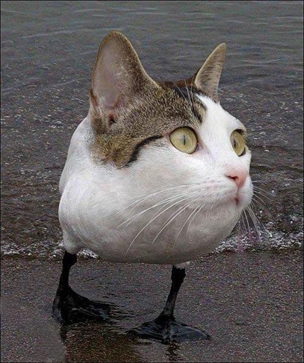 Странный, но забавный фотошоп