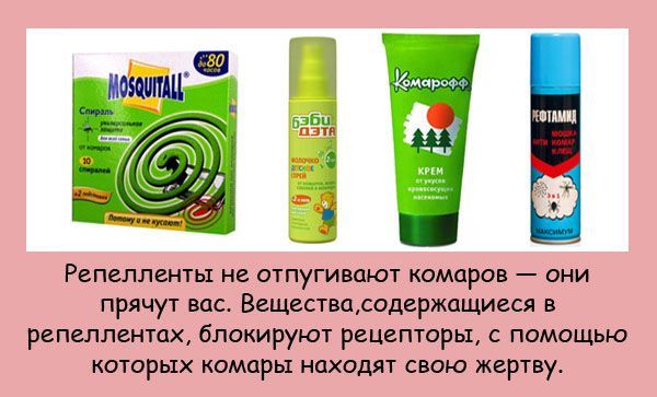 Интересные факты