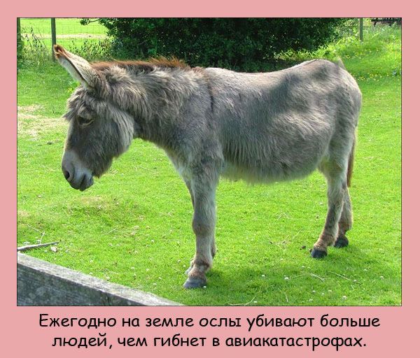 Интересные факты