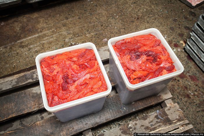 Родина красной икры
