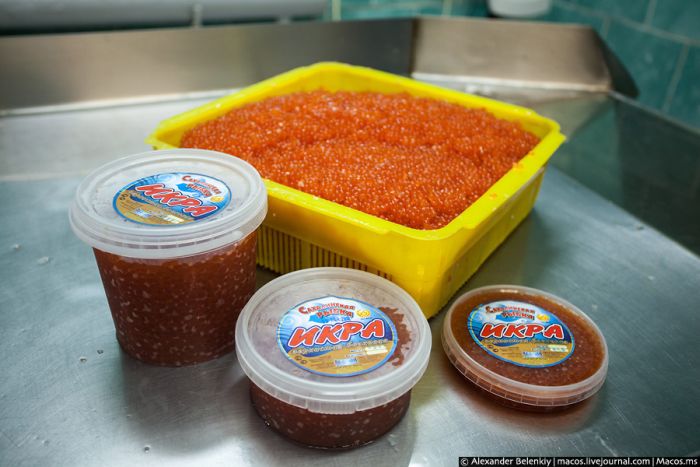 Родина красной икры
