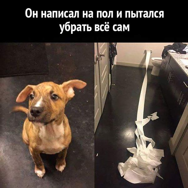 Прикольные картинки
