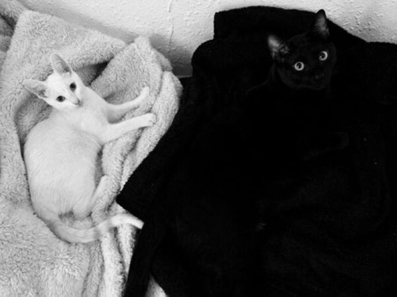 Испытание для самых внимательных: разглядите кота на фотках