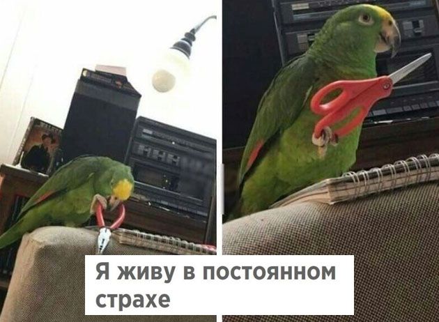 Прикольные картинки