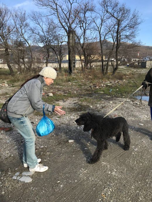 В Новороссийске пес два месяца ждал хозяйку из больницы