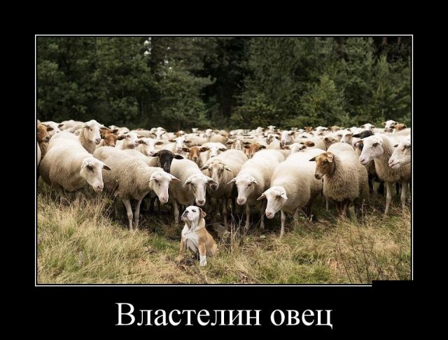 Демотиваторы