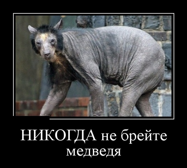 Демотиваторы