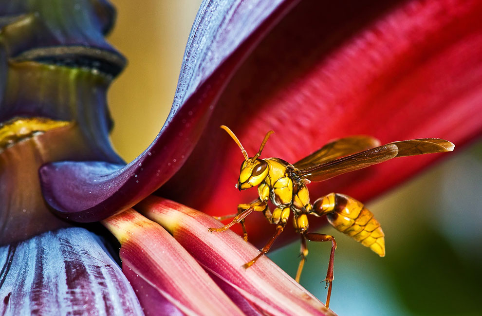 Конкурс Sony World Photography Awards 2013