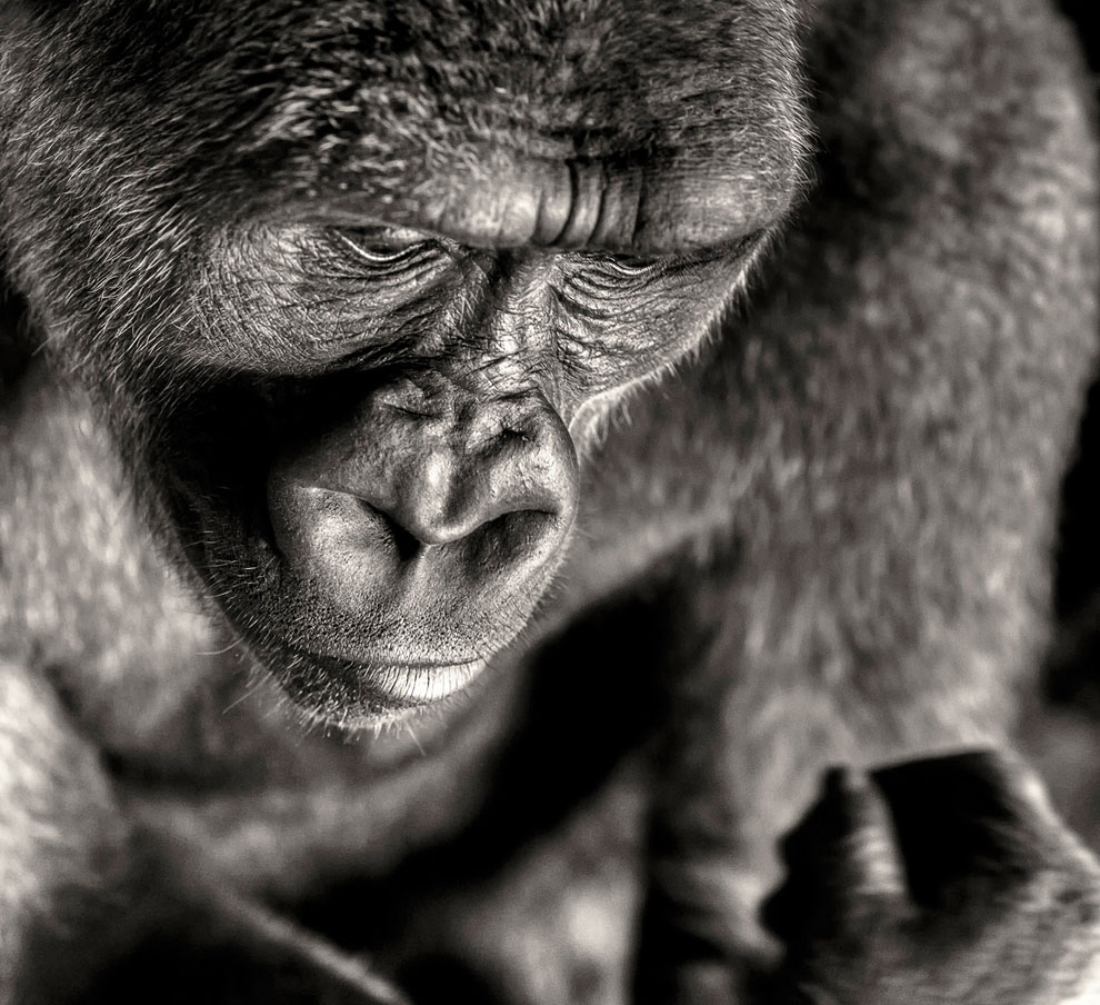 Конкурс Sony World Photography Awards 2013