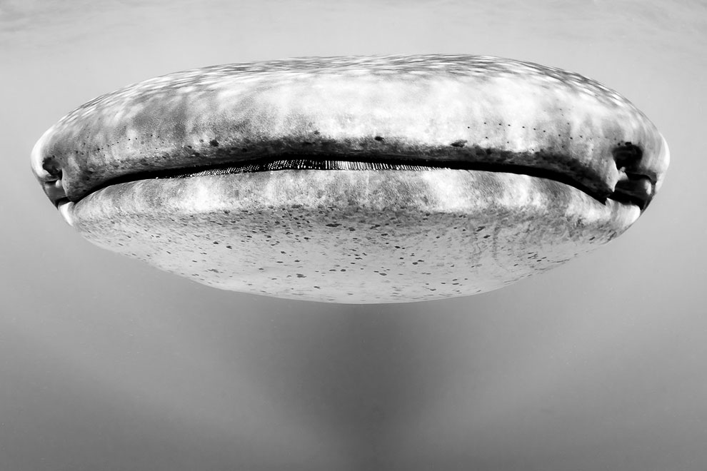 Конкурс Sony World Photography Awards 2013