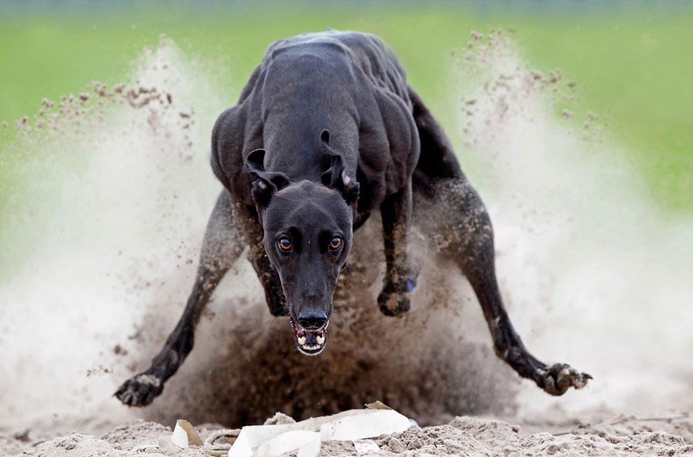 Конкурс Sony World Photography Awards 2013