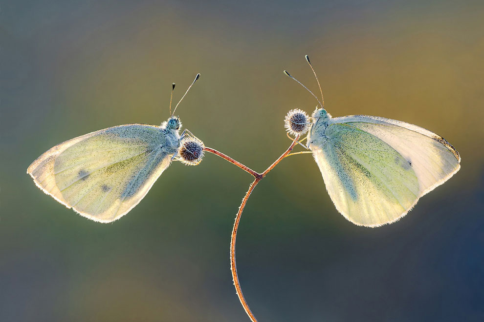 Конкурс Sony World Photography Awards 2013