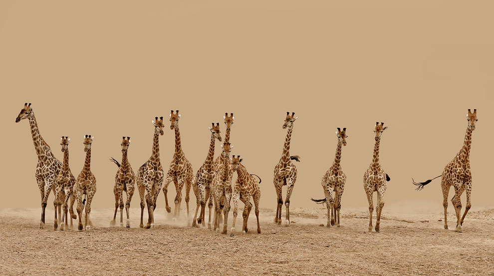 Конкурс Sony World Photography Awards 2013