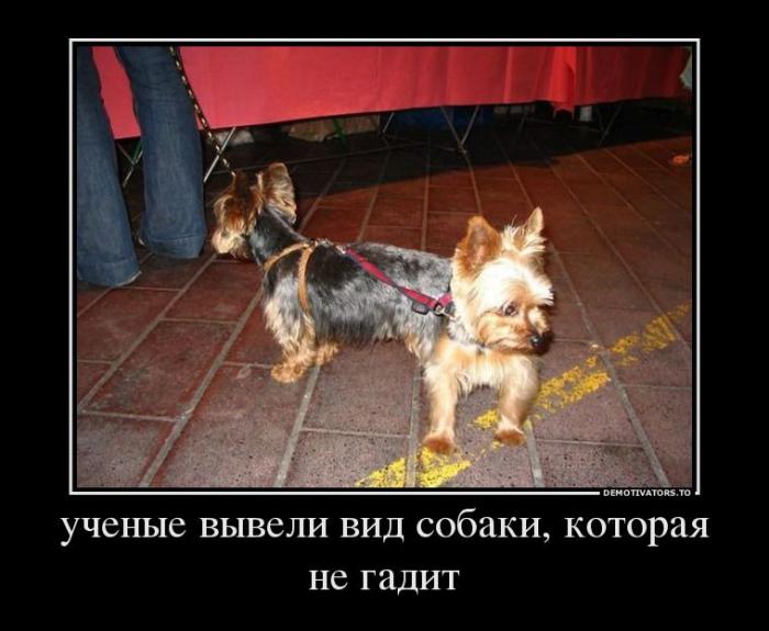 Демотиваторы