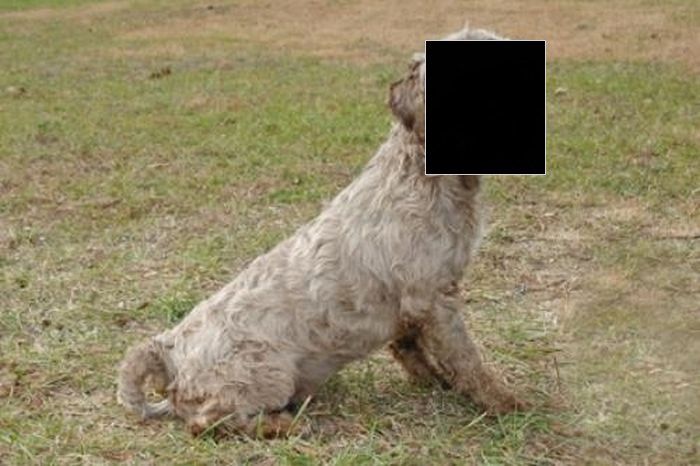 Пес с почти человеческим лицом (5 фото)