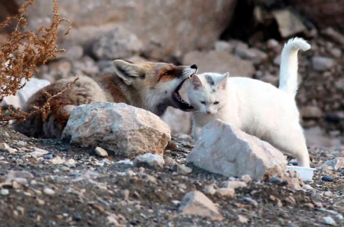 Такая вот необычная парочка