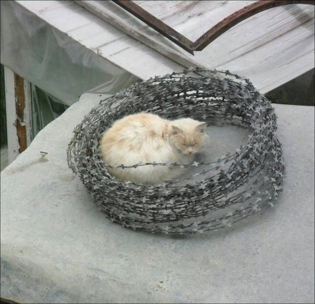 Прикольные картинки
