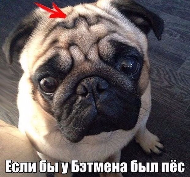 Прикольные картинки