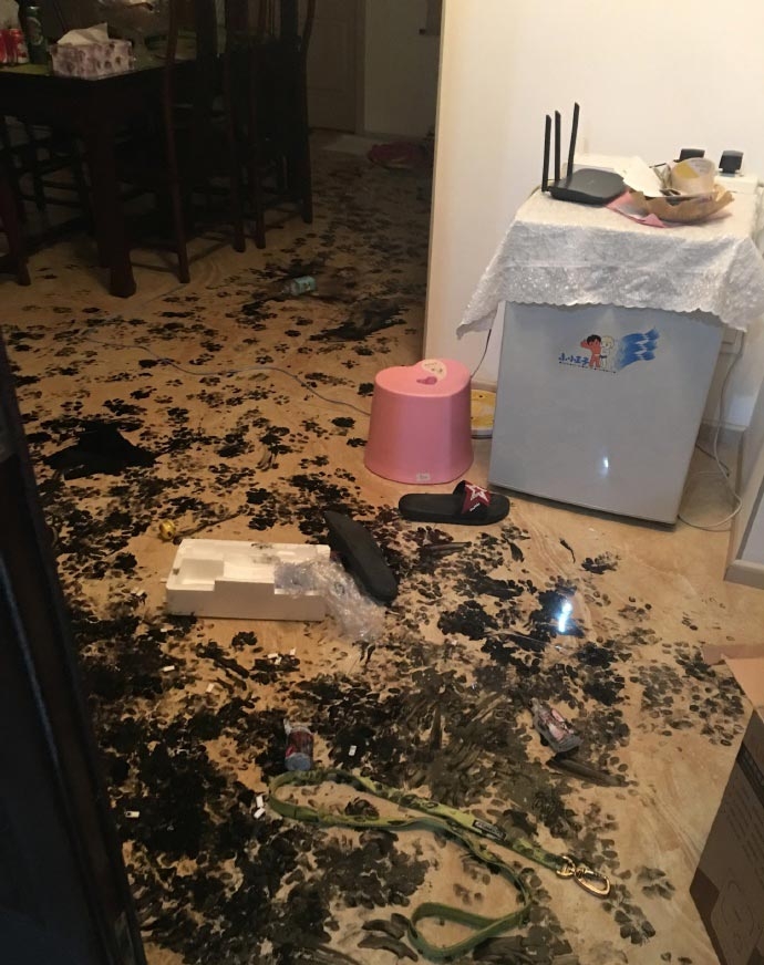Семья оставила собаку одну дома на 3 часа, но та умудрилась превратить квартиру в настоящий ад