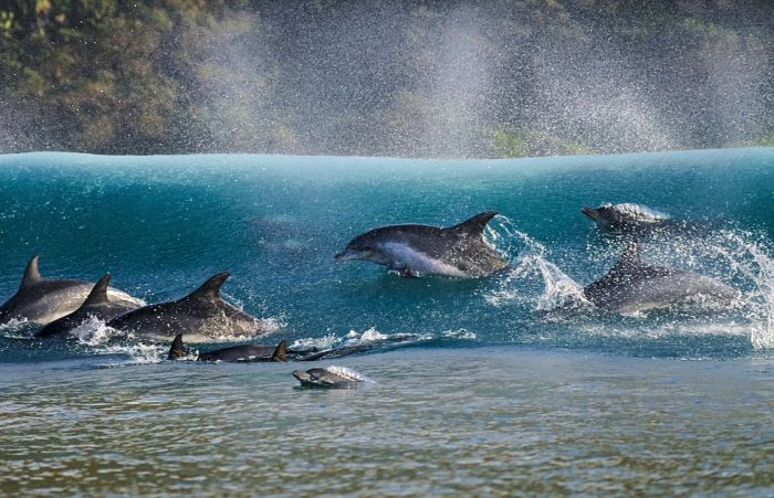 Лучшие работы конкурса подводных фото