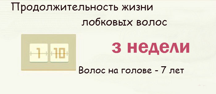 Интересные факты о женской интимной зоне