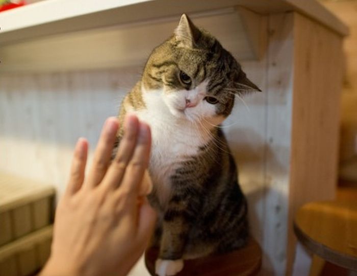 Два типа домашних котов