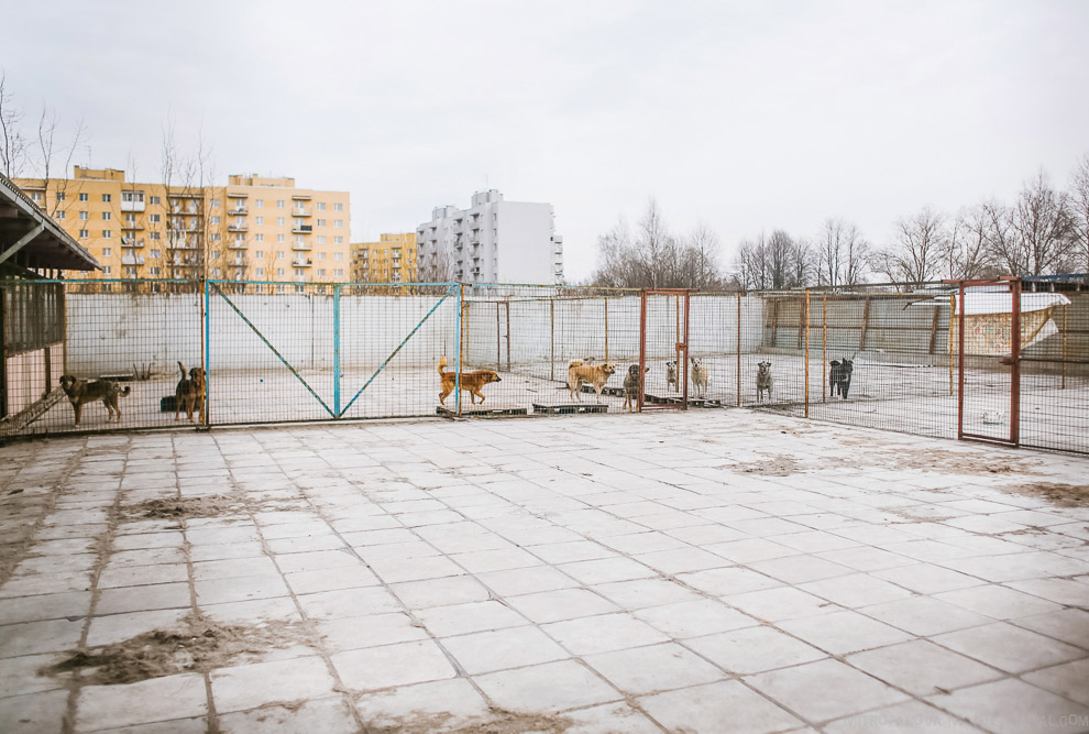 Дом для бездомных животных
