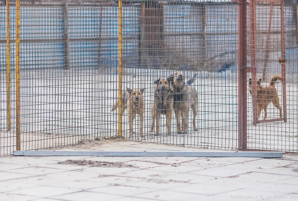 Дом для бездомных животных