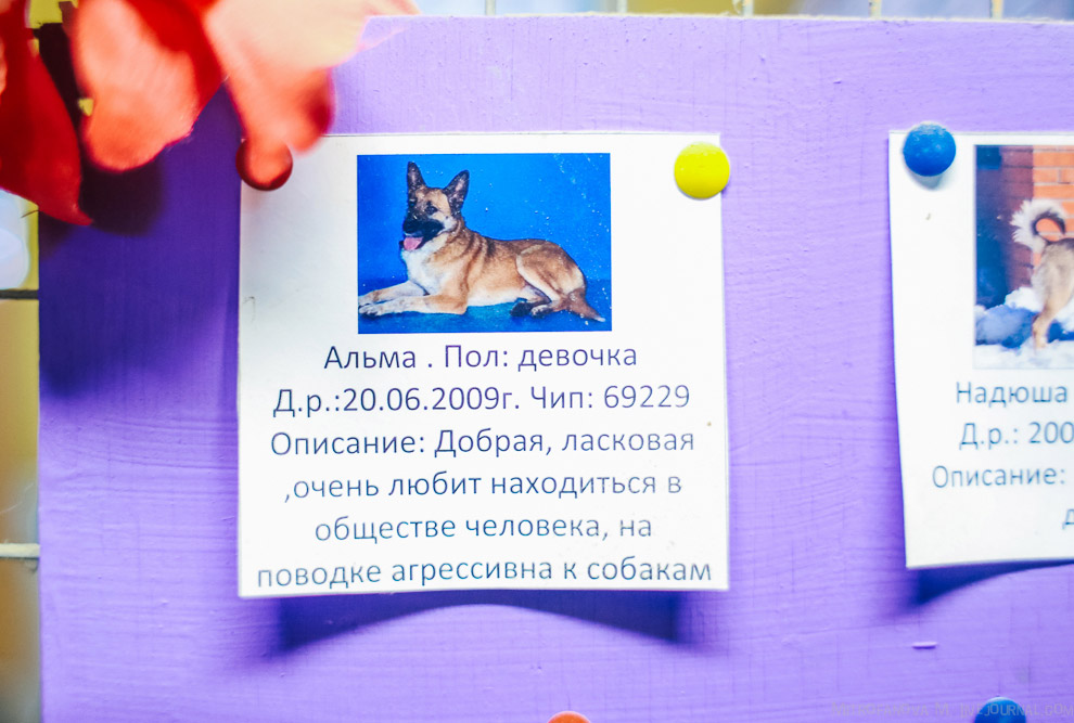 Дом для бездомных животных