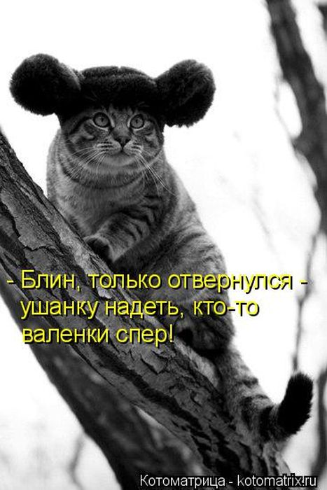 Лучшие котоматрицы недели