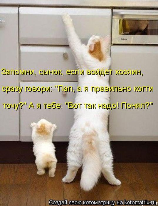 Лучшие котоматрицы недели
