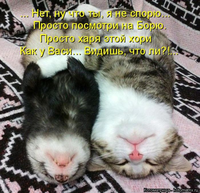 Лучшие котоматрицы недели