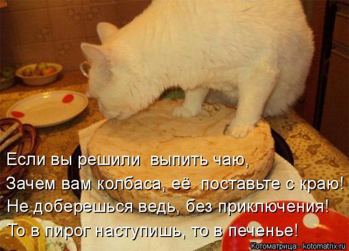 Лучшие котоматрицы недели