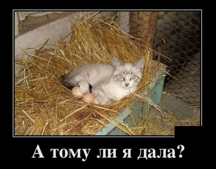 Демотиваторы