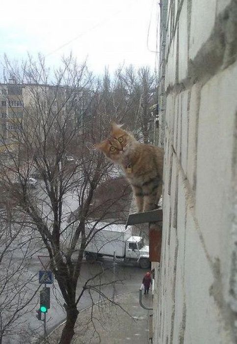 Прикольные картинки