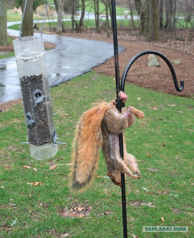 Что случилось с белкой?