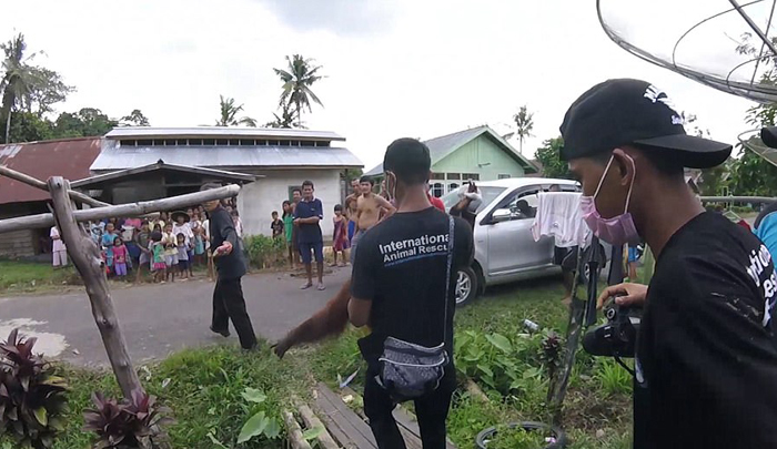 Орангутанг Котап освободился от клетки, в которой провел полжизни