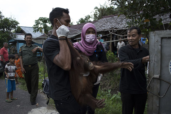 Орангутанг Котап освободился от клетки, в которой провел полжизни