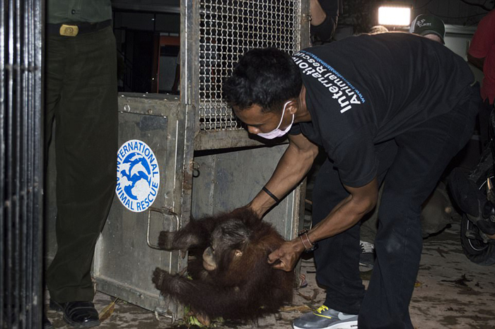 Орангутанг Котап освободился от клетки, в которой провел полжизни