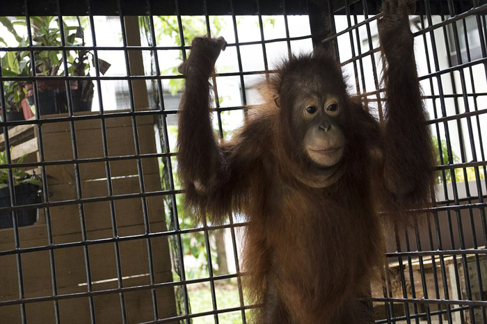 Орангутанг Котап освободился от клетки, в которой провел полжизни