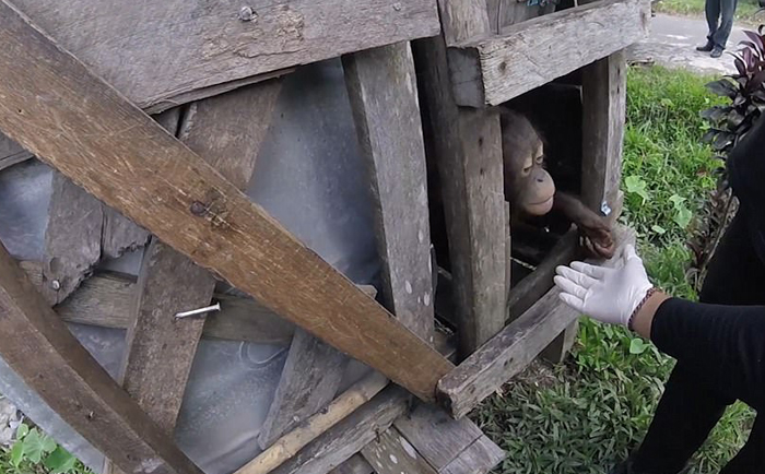 Орангутанг Котап освободился от клетки, в которой провел полжизни