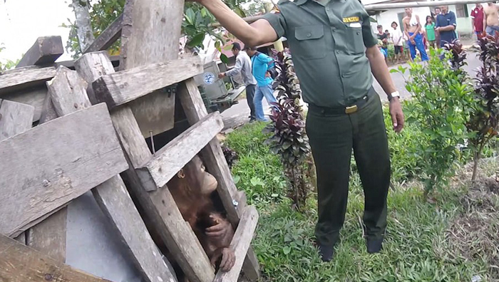 Орангутанг Котап освободился от клетки, в которой провел полжизни