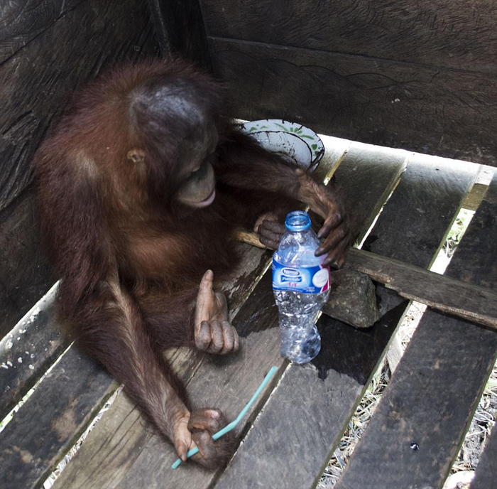 Орангутанг Котап освободился от клетки, в которой провел полжизни