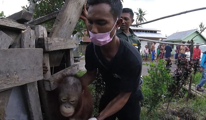 Орангутанг Котап освободился от клетки, в которой провел полжизни