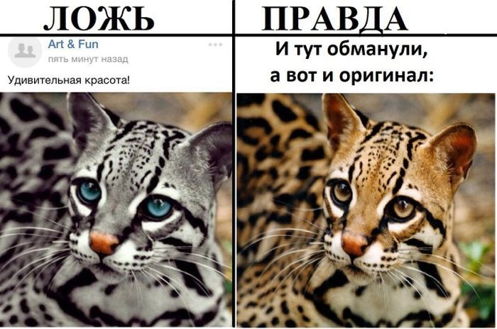 Правда и ложь в популярных пабликах «ВК»