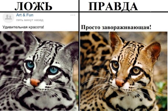 Правда и ложь в популярных пабликах «ВК»
