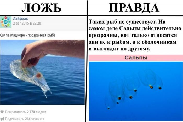 Правда и ложь в популярных пабликах «ВК»
