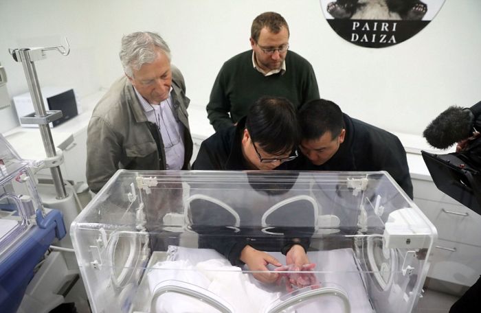 В бельгийском зоопарке у панды родился медвежонок